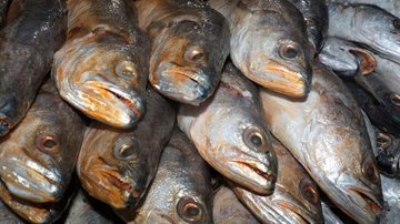 Evento tem mais de 20 anos de realização Bairros de Santos terão pontos de venda de pescado na Sexta-Feira Santa Pescados - Divulgação/Prefeitura de Santos