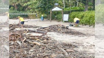 Expectativa é que a praia seja limpa de forma ágil e em um curto espaço de tempo São Sebastião: parceria ajuda na recuperação das praias de Camburi e Camburizinho Pessoas recolhendo galhos na praia de Camburi - Prefeitura de São SEbastião/Renova Camburi