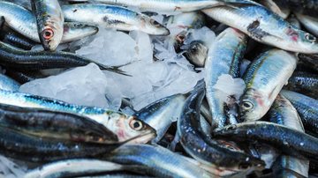 Equipes de fiscalização do Procon-SP estarão percorrendo locais que comercializam pescados na semana que antecede a Páscoa Procon-SP e Ipem-SP orientam sobre cuidados na compra de pescados na Páscoa Sardinhas conservadas no gelo - Pexels