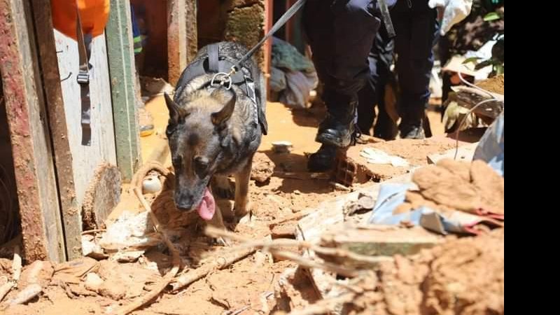 Cães foram enviados para auxiliar na busca de sobreviventes e possíveis vítimas das fortes chuvas Cães farejadores Um cão farejador em meio aos destroços de São Sebastião - Divulgação