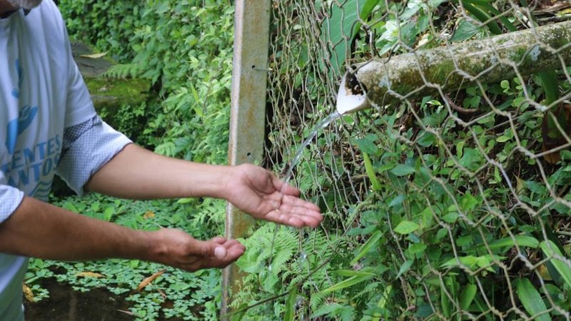 Iniciado em 2022, O Programa Nascentes alia a conservação de recursos hídricos à proteção da biodiversidade Informações sobre nascentes de Santos poderão ser consultadas on-line Pessoa molhando as mãos em nascente - Raimundo Rosa/Prefeitura de Santos