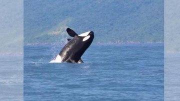 Fotógrafo conseguiu captar imagens das orcas debaixo da água Show da natureza: vídeo mostra orcas avistadas em Ilhabela debaixo da água Orca saltando no mar em Ilhabela - Reprodução/Instagram Ilhabela SP LT