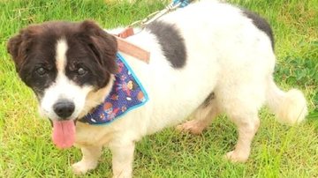 Todos os animais disponíveis estão vermifugados e microchipados São Sebastião estimula adoção de cães e gatos vítimas das enchentes Cãozinho - Divulgação/Prefeitura de São Sebastião