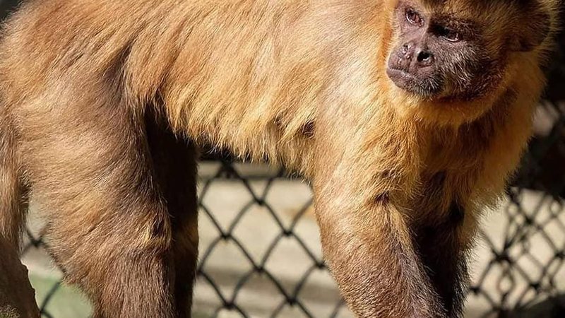 Até o ano de 2021, 150 animais, de 20 espécies diferentes, entre aves, répteis e mamíferos estavam no parque MACACO PARQUE ECOLÓGICO VOTURUÁ Macaco no zoológico - Facebook