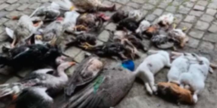 Cães mataram coelhos, patos, gansos, galinhas d'angolas e um casal de pavões Cães matam aves - Divulgação Felipe Algusto