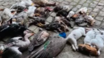 Cães mataram coelhos, patos, gansos, galinhas d'angolas e um casal de pavões Cães matam aves - Divulgação Felipe Algusto