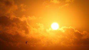 Santos teve calor de rachar mamona neste sábado (4) Santos tem sensação térmica de 42 graus e registra maior temperatura deste verão Céu com sol e gaivota - Imagem ilustrativa/Pexels
