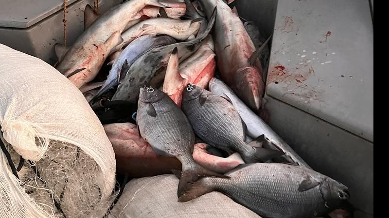 Foram apreendidos 264 quilos de pescado Dupla é multada em mais de R$ 140 mil por pesca ilegal no arquipélago de Alcatrazes, em São Sebastião - Foto: ICMBio