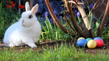 Para quem se pergunta o que significa a figura do coelho da páscoa saiba que existem duas teorias Coelho da Páscoa - Foto: Lesekreis / Wikimedia Commons