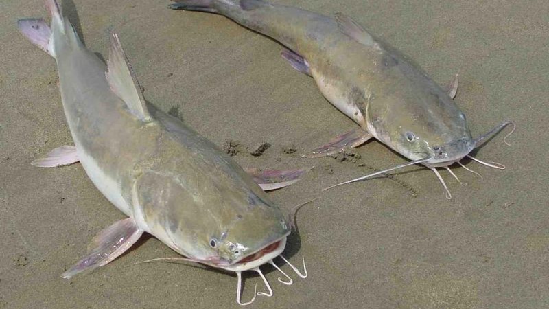 Peixes bagre são os que mais provocam acidentes no Brasil. Subnotificação dos casos é desafio para pesquisa, avalia pesquisadora 2 - Peçonhenta, espécie de peixes que apareceram mortos no litoral de SP é a que mais causa acidentes no Brasil Peixes bagre em - Imagem: Reprodução / Prefeitura de Paulista
