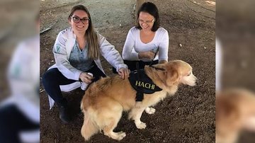Instituto veterinário para pets de famílias de baixa renda inaugura em Bertioga (SP) Santa Pataa Bertioga - Divulgação