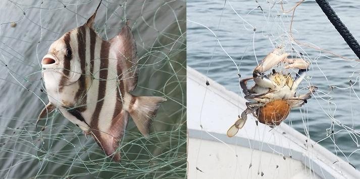 Peixes e Siris enroscados e ainda vivos em rede de pesca irregular foram devolvidos ao mar Pesca irregular em Guarujá - Divulgação PM Ambiental