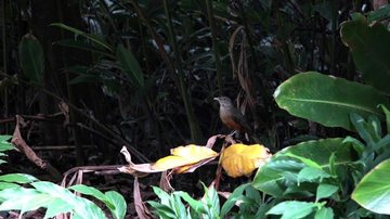 Projeto Circuito das Aves de Santos foi criado em 2016 Circuito das Aves facilita observação de 300 espécies catalogadas em Santos Pássaro em mata de Santos - Isabela Carrari/Prefeitura de Santos