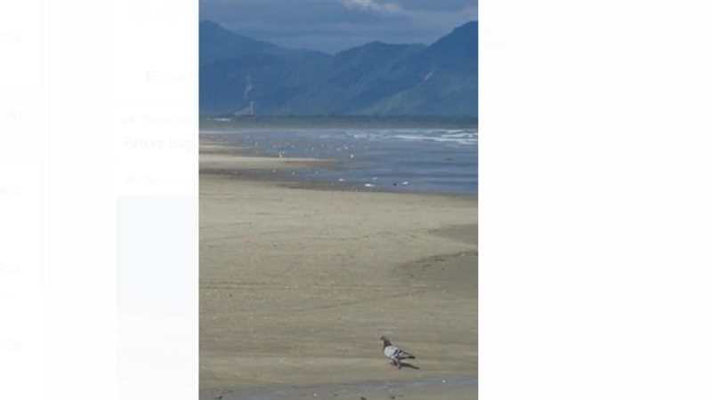 Peixes da espécie bagre surgiram mortos na praia de Boracéia, em Bertioga Peixes da espécie bagre são encontrados mortos na praia de Boracéia, em Bertioga; VÍDEO Peixes da espécie bagre são encontrados mortos na praia de Boraceia - Foto: Reprodução/Lucas Almeida