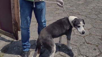 O cão está sob responsabilidade da Secretaria de Bem-estar Animal e, em breve, estará disponível para adoção Cão idoso que sofria maus-tratos é resgatado em São Vicente Cão idoso resgatado em São Vicente - Divulgação/Prefeitura de São Vicente