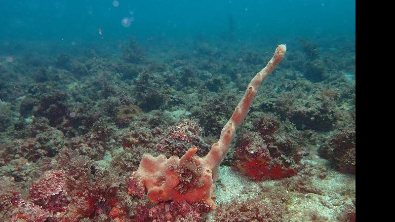 Rodolitos estão a cerca de seis metros de profundidade Pesquisadores descobrem novo habitat marinho em Ubatuba Rodolitos na Ilha das Couves - Guilherme Pereira Filho/Unifesp
