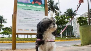 Guia reúne hospedagens e atrativos turísticos que aceitam animais de estimação ou oferecem serviços exclusivos São Vicente passa a integrar Guia Pet Friendly do estado de São Paulo Cãozinho em frente a placa de praia pet friendly em São Vicente - Prefeitura de São Vicente