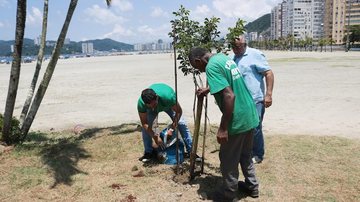 A Alemoa será o bairro que receberá o restante do plantio Santos vai plantar mil árvores em homenagem a Pelé Funcionários da prefeitura de Santos plantam uma das mudas de árvore - Prefeitura de Santos