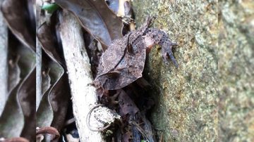 Proceratophrys belzebul - Charles Medeiros