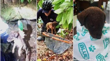 Filhotinho foi apelidado de "Coraggio", que significa coragem em italiano Cãozinho é resgatado de buraco por equipe da GCM de Santos Três momentos do resgate do cãozinho em Santos - Divulgação/Prefeitura de Santos