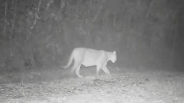 As armadilhas fotográficas também já registraram a espécie com filhotes na reserva Onça-parda no Parque das Neblinas - Divulgação Ecofuturo
