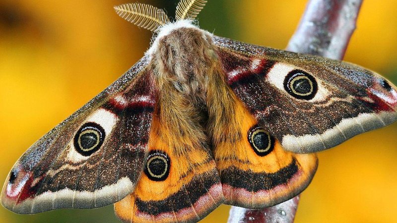 As mariposas possuem corpo mais avantajado e dois tipos de antenas: finas como um fio, no caso das fêmeas, e plumosas, quando são machos Borboleta X Mariposa: saiba como elas ajudam no equilíbrio da natureza Mariposa - Canva