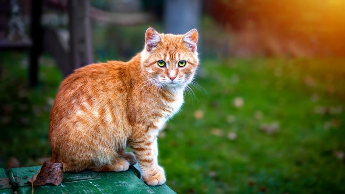 Quatro curiosidades sobre os gatos laranjas