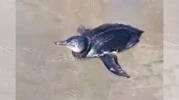 Jamais coloque um pinguim em geladeira ou freezer. Isso pode matá-lo! Pinguim debilitado é encontrado na orla de Praia Grande Pinguim em praia de Praia Grande - Reprodução/Viver em Santos e Região