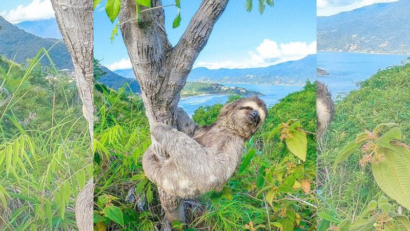 O bicho-preguiça sebastianense ficou famoso no mundo todo! Foto em São Sebastião vai parar em perfil com mais de 20 milhões de seguidores no Instagram Bicho-preguiça em árvore de praia de São Sebastião - Reprodução/Vando Vasconcelos