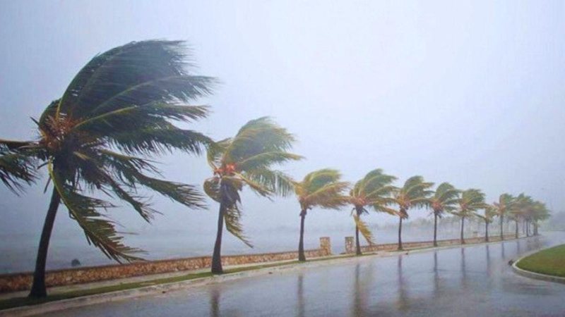 Somente no sábado (15) o ciclone deve se afastar da costa brasileira Ciclone extratropical pode provocar ventos de até 90 km/h no litoral de SP Coqueiros balançando com o vento em orla de praia - Imagem ilustrativa/Reprodução