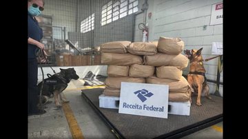 Dois cães de faro, incluindo cadela novata, ajudaram a encontrar a carga de droga Vídeo: cães farejadores encontram 405 kg de cocaína no Porto de Santos Cães farejadores ao lado de diversos pacotes de droga - Imagem: Divulgação / Receita Federal