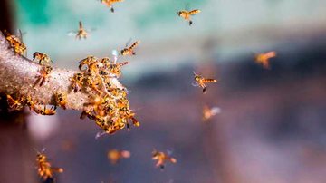 As abelhas são fundamentais para a segurança alimentar e para a conservação da biodiversidade Dia Mundial da Abelha - Foto: André Matos