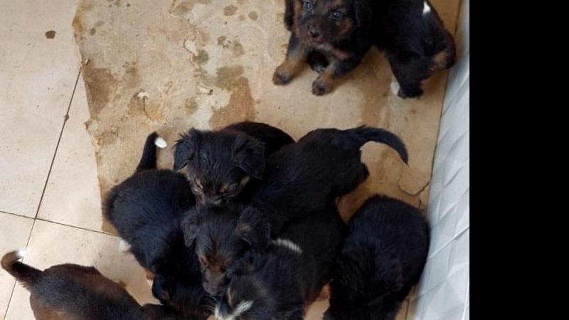 Os oito filhotes Pets para adoção Oito cachorros filhotes - Divulgação/Marlene Candido