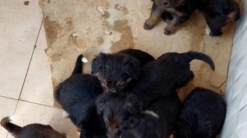Os oito filhotes Pets para adoção Oito cachorros filhotes - Divulgação/Marlene Candido
