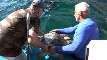 Soltura aconteceu na quarta-feira (7) Após tratamento no Aquário de Santos, tartarugas são devolvidas ao mar Soltura de tartaruga no mar - Diego Matos/Prefeitura de Santos