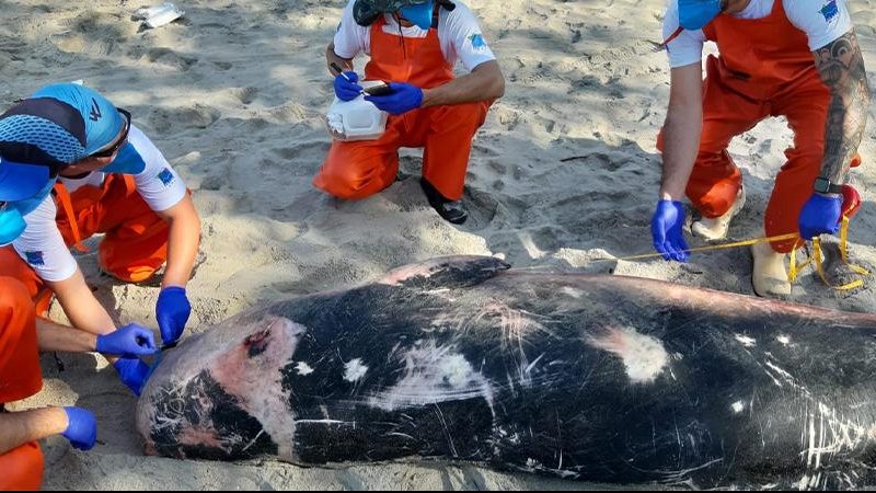 Imagem Golfinho resgatado, reabilitado e devolvido ao mar é encontrado morto