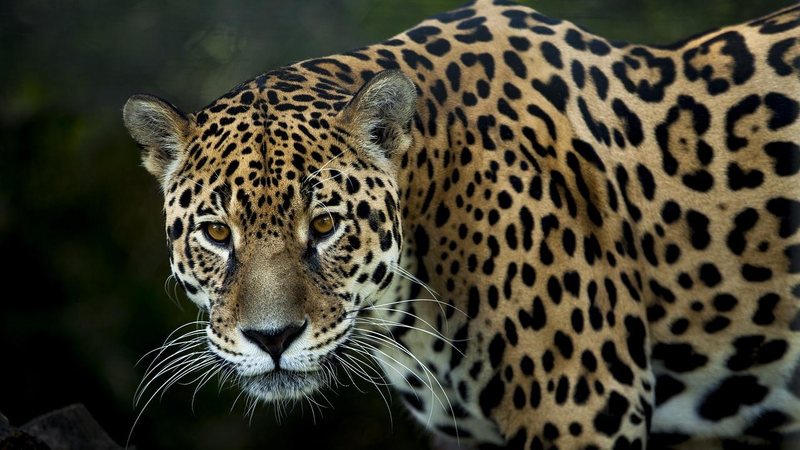 Jaguar, mas pode chamar de onça-pintada também Bomba! Famosa figura da orla santista não é quem parece ser Onça-pintada - Pixabay