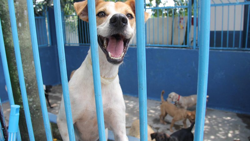 Para usufruir desse serviço, é necessário fazer um agendamento prévio através do telefone (13) 3355 6306 ou pessoalmente - Reprodução/Prefeitura de Guarujá