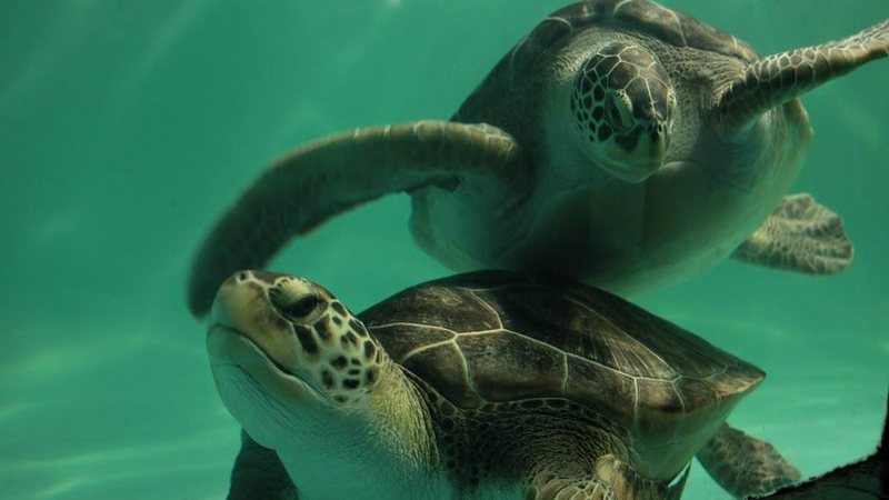 As tartarugas marinhas fazem sucesso no Aquário de Santos Aquário de Santos completa 78 anos com festa e até bolo de aniversário Tartarugas marinhas do Aquário de Santos - Prefeitura de Santos
