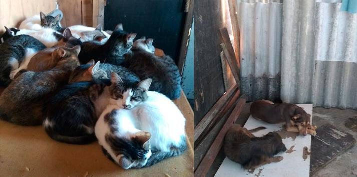Barraco abriga 19 gatos e 3 cães resgatados das ruas Abrigo de animais São Vicente - Arquivo pessoal