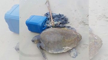 Apesar dos entulhos, a tartaruga apresentava-se forte e ativa, com apenas alguns machucados Tartaruga-oliva é resgatada presa a entulhos no litoral sul de SP Tartaruga-oliva presa a entulhos em praia do litoral sul de SP - Reprodução/IPeC
