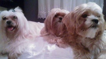 Cachorro Pedro, ao centro, era um dos três lhasas da vítima