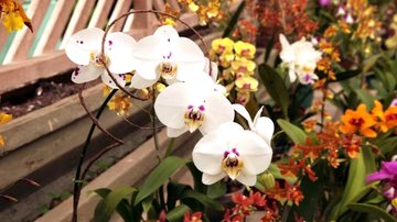 No sábado (13), às 15h, haverá palestra gratuita sobre cultivo de orquídeas Orquidário de Santos recebe feira de plantas para o Dia das Mães Orquídea - Francisco Arrais/Prefeitura de Santos