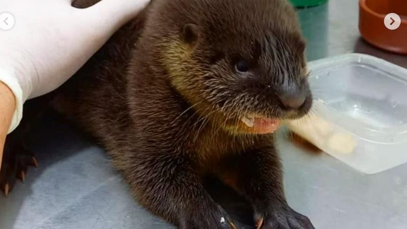 Bebê lontra foi resgatado no litoral de SP - Cettas Peruíbe