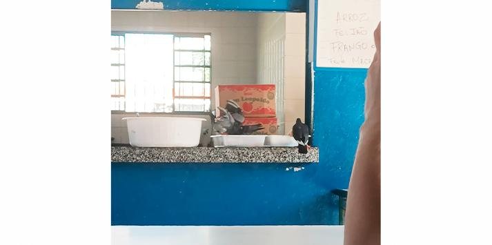 "muitas as vezes em cima dos alunos na hora que estão comendo", diz mãe de aluno Pombos em escola de Caraguatatuba - Reprodução