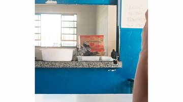 "muitas as vezes em cima dos alunos na hora que estão comendo", diz mãe de aluno Pombos em escola de Caraguatatuba - Reprodução