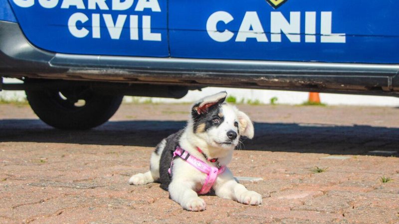 Quem resiste a tanta fofura? Itanhaém: GCM abre votação para nome da nova integrante do Canil Nova cachorrinha da GCM de Itanhaém - Prefeitura de Itanhaém