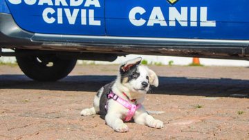 Quem resiste a tanta fofura? Itanhaém: GCM abre votação para nome da nova integrante do Canil Nova cachorrinha da GCM de Itanhaém - Prefeitura de Itanhaém
