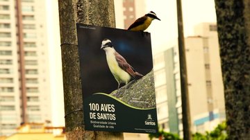 Santos possui dez pontos de observação e 50 placas com fotos no jardim da praia Santos participa de maior encontro sobre observação de aves do Brasil Bem-te-vi em cima de placa com foto da espécie na orla de Santos - Francisco Arrais/Prefeitura de Santos