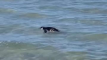 Pinguim na praia de Maresias, em São Sebastião Pinguins são vistos nadando perto da orla da praia no litoral norte de SP - Foto: Thaís (@netadacarmem)